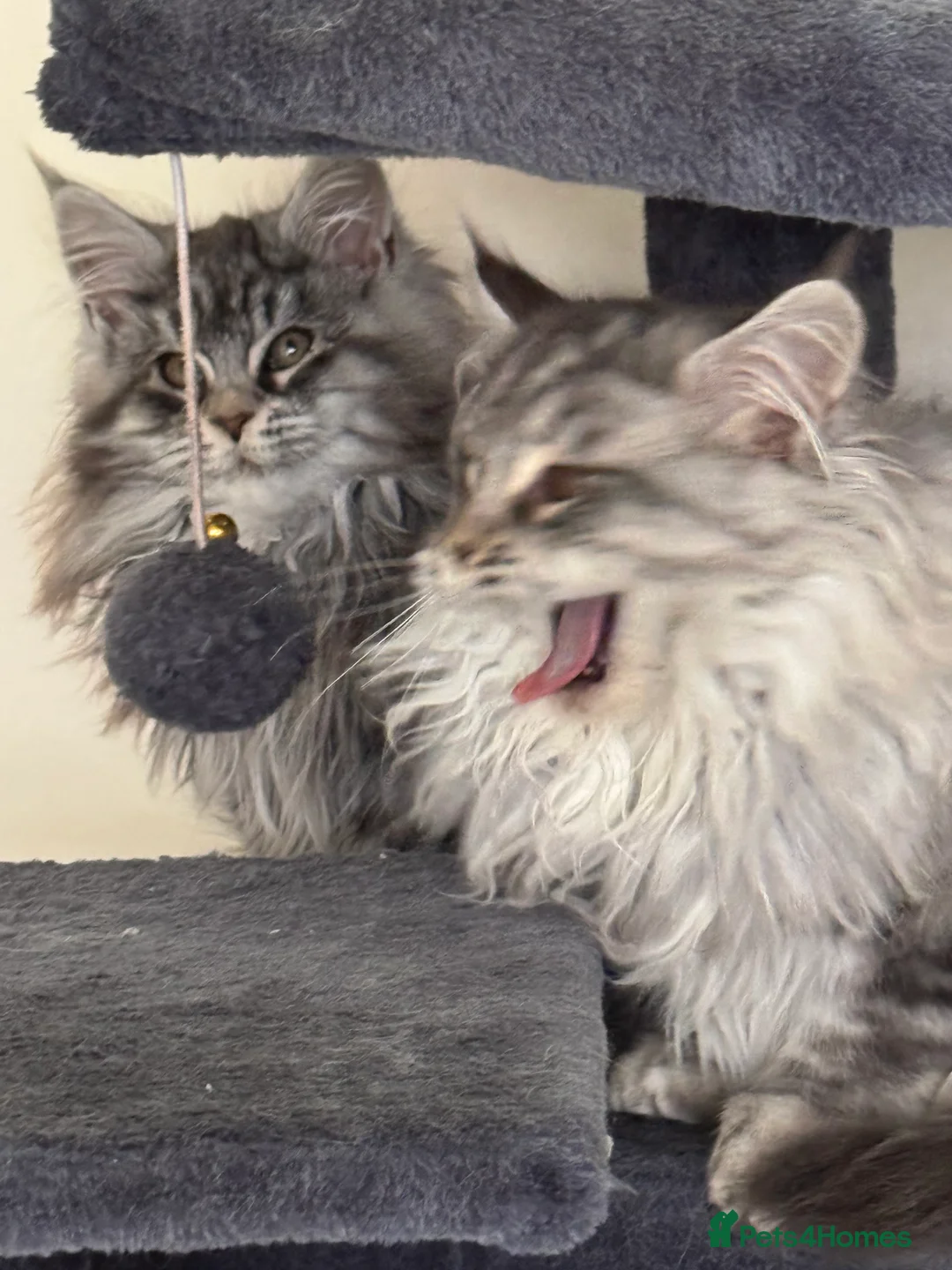 Maine Coon cats for sale: Maine Coon kittens Ready Now just the girl left  - Advert 8