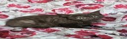 British Shorthair cats for sale: British shorthair crossed kitties  - Advert 8