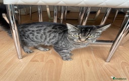 Egyptian Mau cats for sale: Egyptian mau kittens  - Image 7