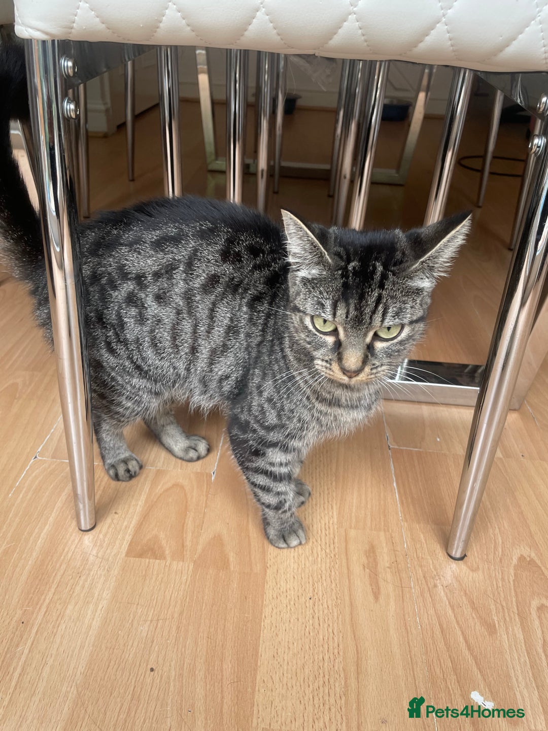 Egyptian Mau cats for sale: Egyptian mau kittens  - Image 7