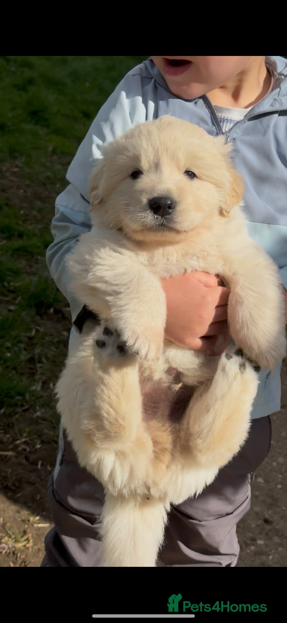 Golden Shepherd dogs ⭐️ GOLDEN SHEPHERDS ⭐️ - Advert 3