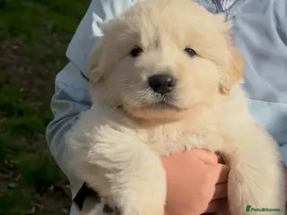 Golden Shepherd dogs ⭐️ GOLDEN SHEPHERDS ⭐️ - Advert 2