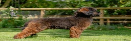 Miniature Poodle dogs for stud: KC Agouti Phantom Miniature Poodle for Stud in Bury Saint Edmunds - Advert 3