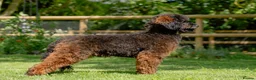 Miniature Poodle dogs for stud: KC Agouti Phantom Miniature Poodle for Stud in Bury Saint Edmunds - Advert 3
