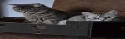 Mixed Breed cats for sale: 3 Norwegian Forrest x Persian Chinchilla kittens - Advert 14