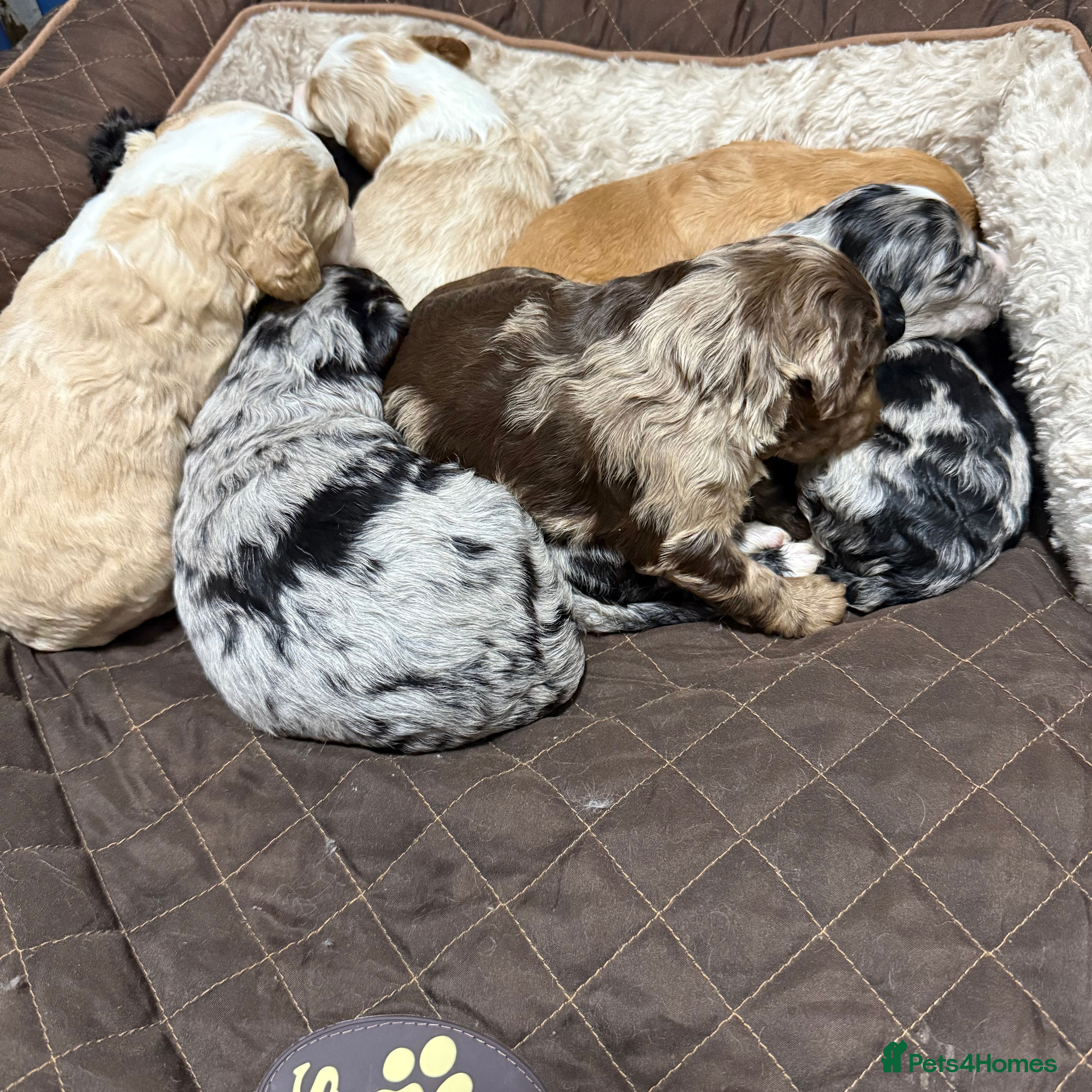 Australian Labradoodle dogs AUSTRALIAN LABRADOODLE  - Advert 2