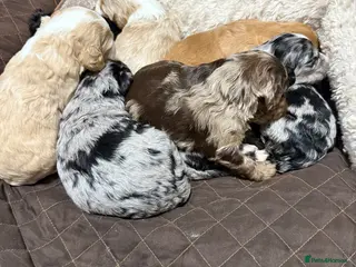 Australian Labradoodle dogs AUSTRALIAN LABRADOODLE - Advert 2