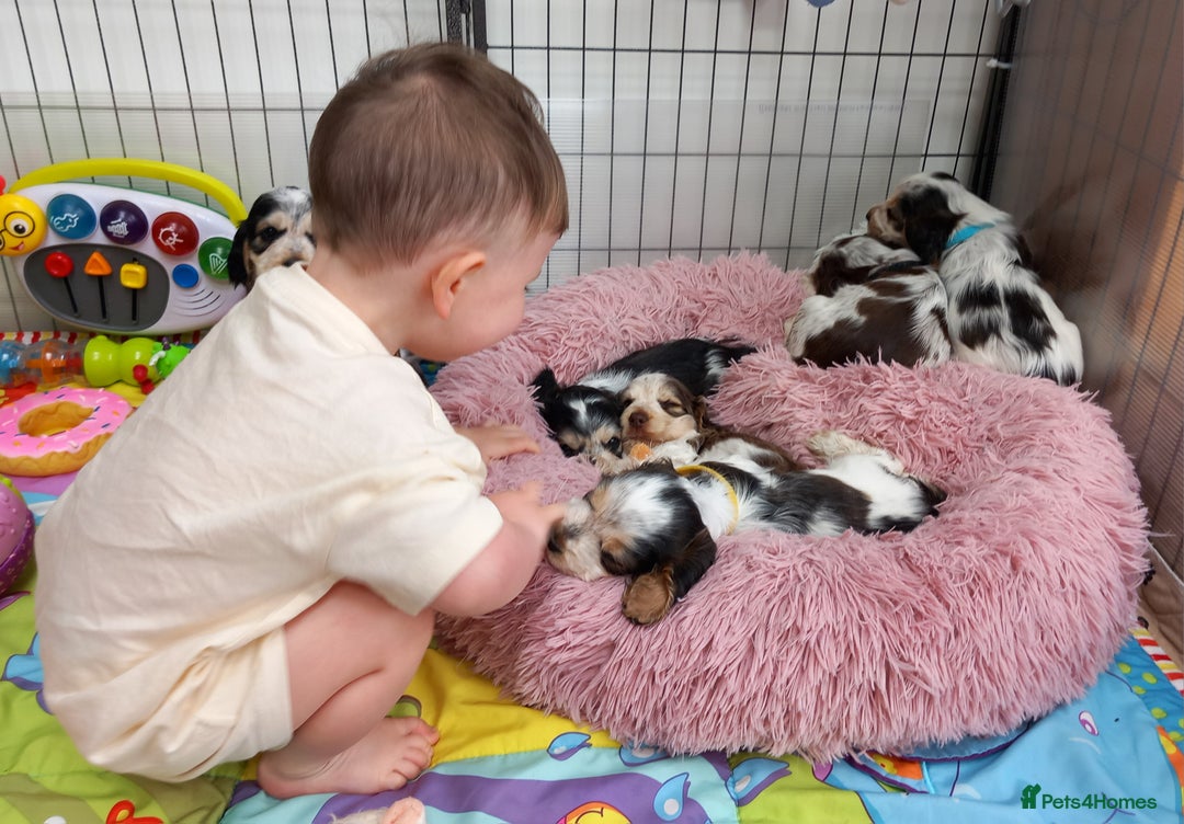 Cocker Spaniel dogs for sale: Stunning Show cocker spaniel puppies Health tested - Image 16