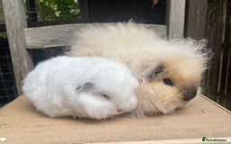 Guinea Pig rodents for sale: Baby Swiss teddy boars - Image 6