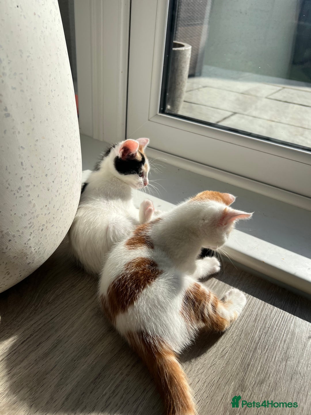 Mixed Breed cats for sale: Cute mixed Bengal kittens  - Advert 6