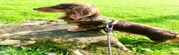 Miniature Dachshund dogs for stud: Long haired Kaneishan daschund stud  - Advert 4