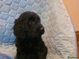 Goldendoodle dogs Outstanding F1 Goldendoodle Puppies - Advert 4