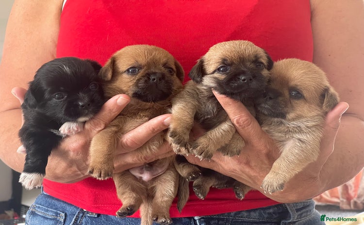 Mixed Breed dogs - Advert 3