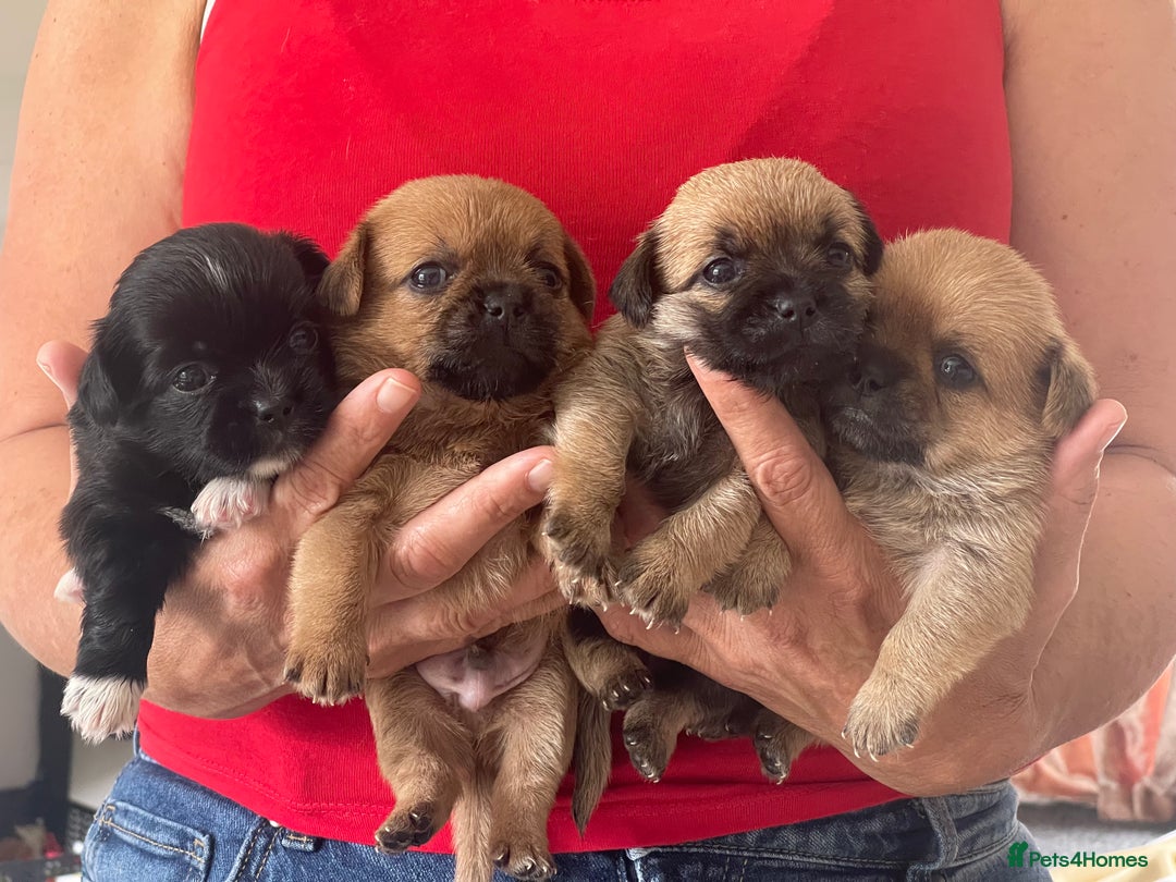 Mixed Breed dogs for sale: Last one little boy SHIHchi baby left ❤️ - Image 1