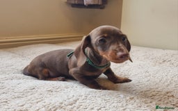 Miniature Dachshund dogs for sale: Gorgeous Mini Smooth Dachshunds Ready Now - Image 23