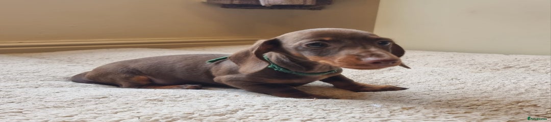 Chocolate and Tan Green Collar Boy