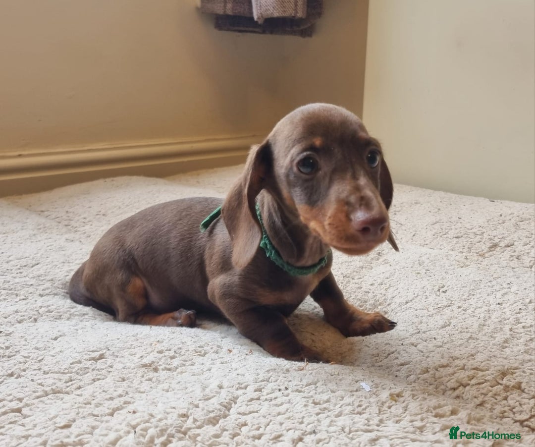 Miniature Dachshund dogs for sale: Gorgeous Mini Smooth Dachshunds Ready Now - Image 23