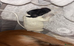 Cocker Spaniel dogs for sale: Cockers for sale  - Advert 11