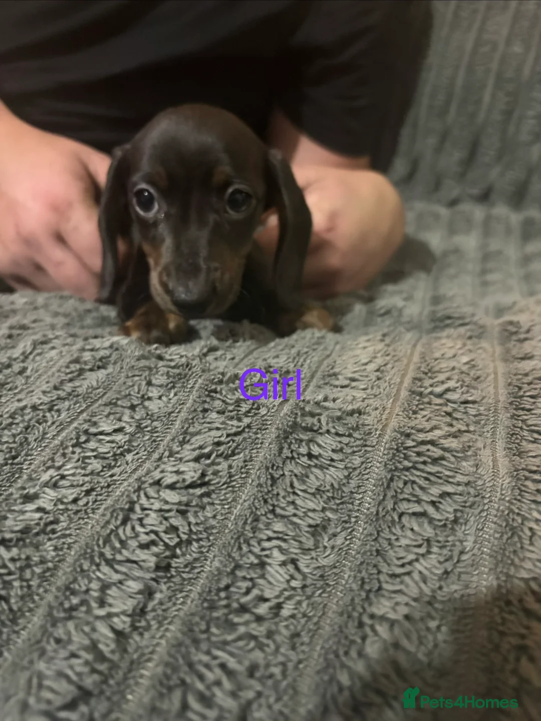 Dachshund dogs for sale: Miniature dachshund puppies - Advert 1