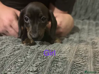 Dachshund dogs Miniature dachshund puppies - Advert 4