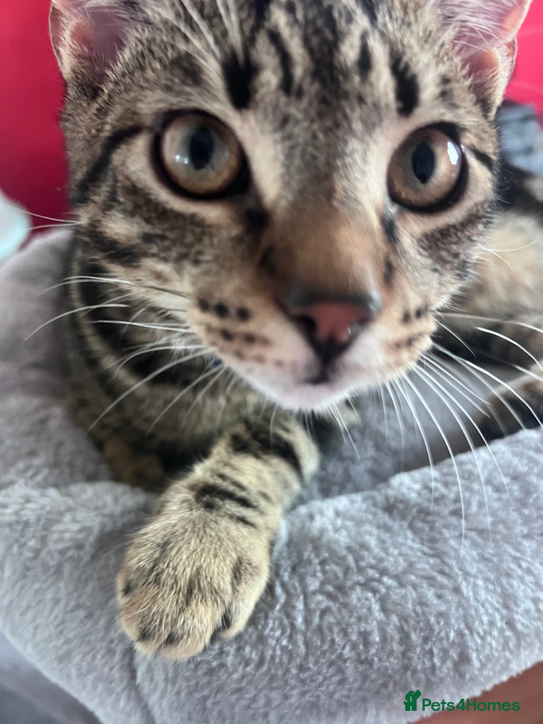 British Shorthair cats for sale: Stripes make cat 5 months old  - Advert 2