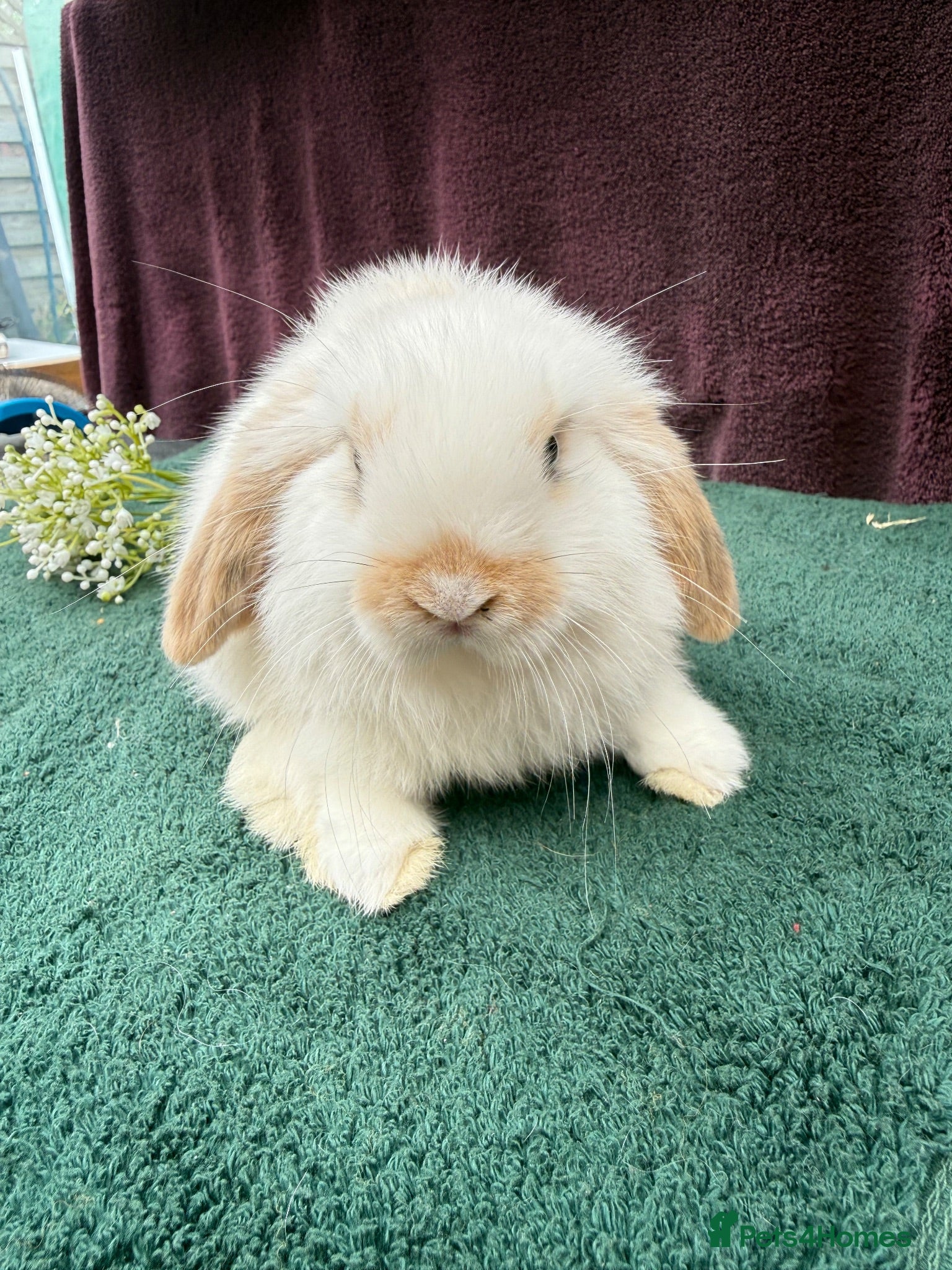 Mini Lop rabbits Three mini lop boys available  - Advert 2