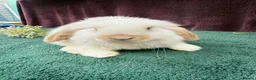 Mini Lop rabbits for sale: Three mini lop boys available  - Advert 2