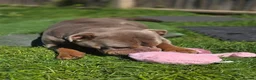 Olde English Bulldogge dogs for sale: Oldee English bulldogge  - Advert 3