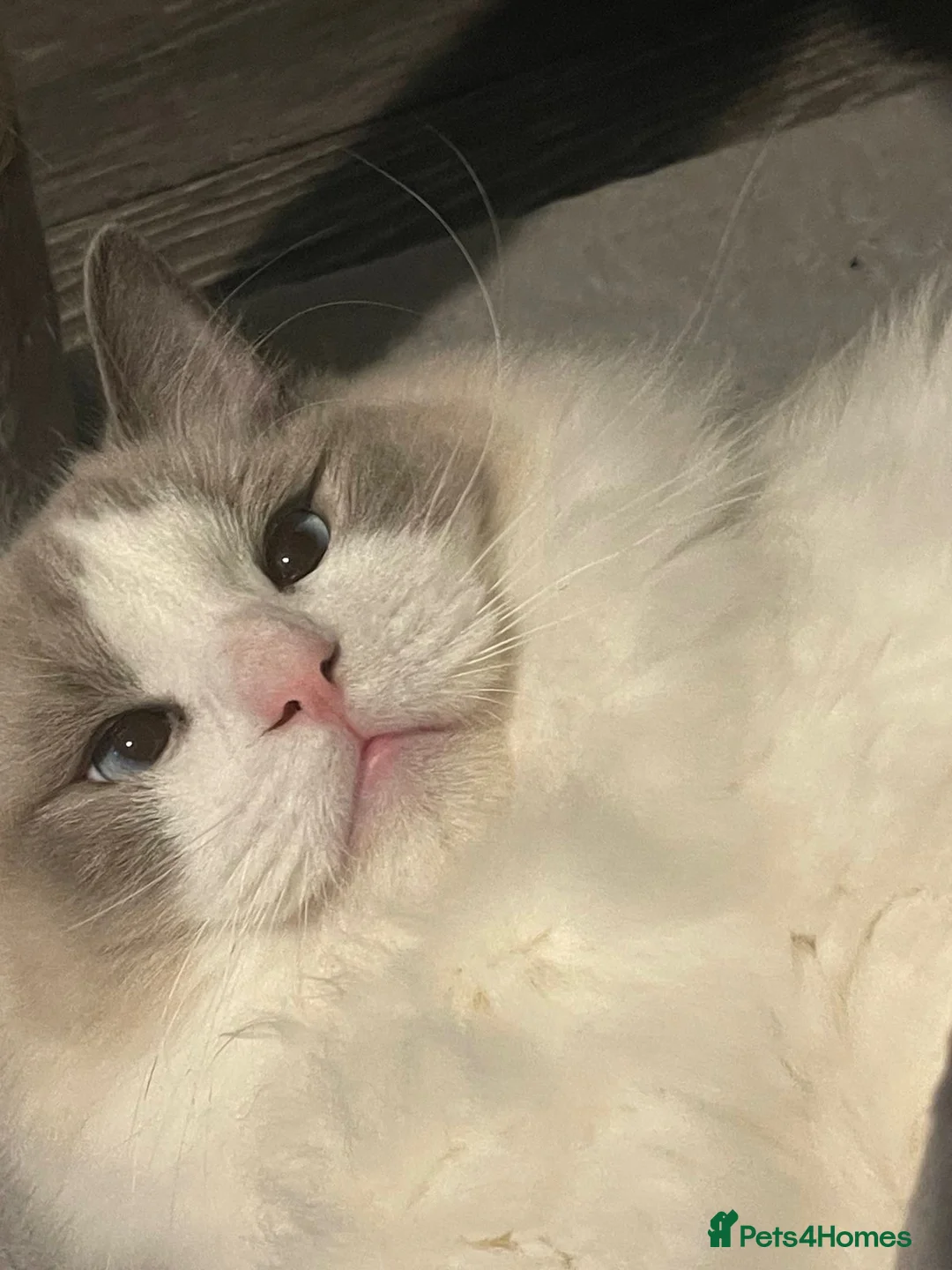 Ragdoll cats for sale: Pure Ragdoll Boy - Advert 1