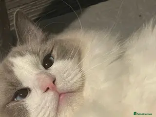 Ragdoll cats Pure Ragdoll Boy - Advert 1