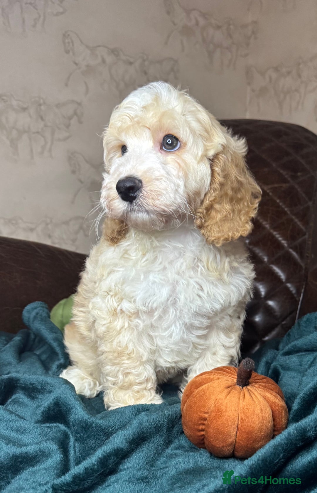 Cockapoo dogs for sale: Pedro f1 cockapoo  - Image 9