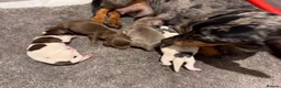 Dachshund dogs for sale: Beautiful Standard Dachshund Puppies - Advert 9
