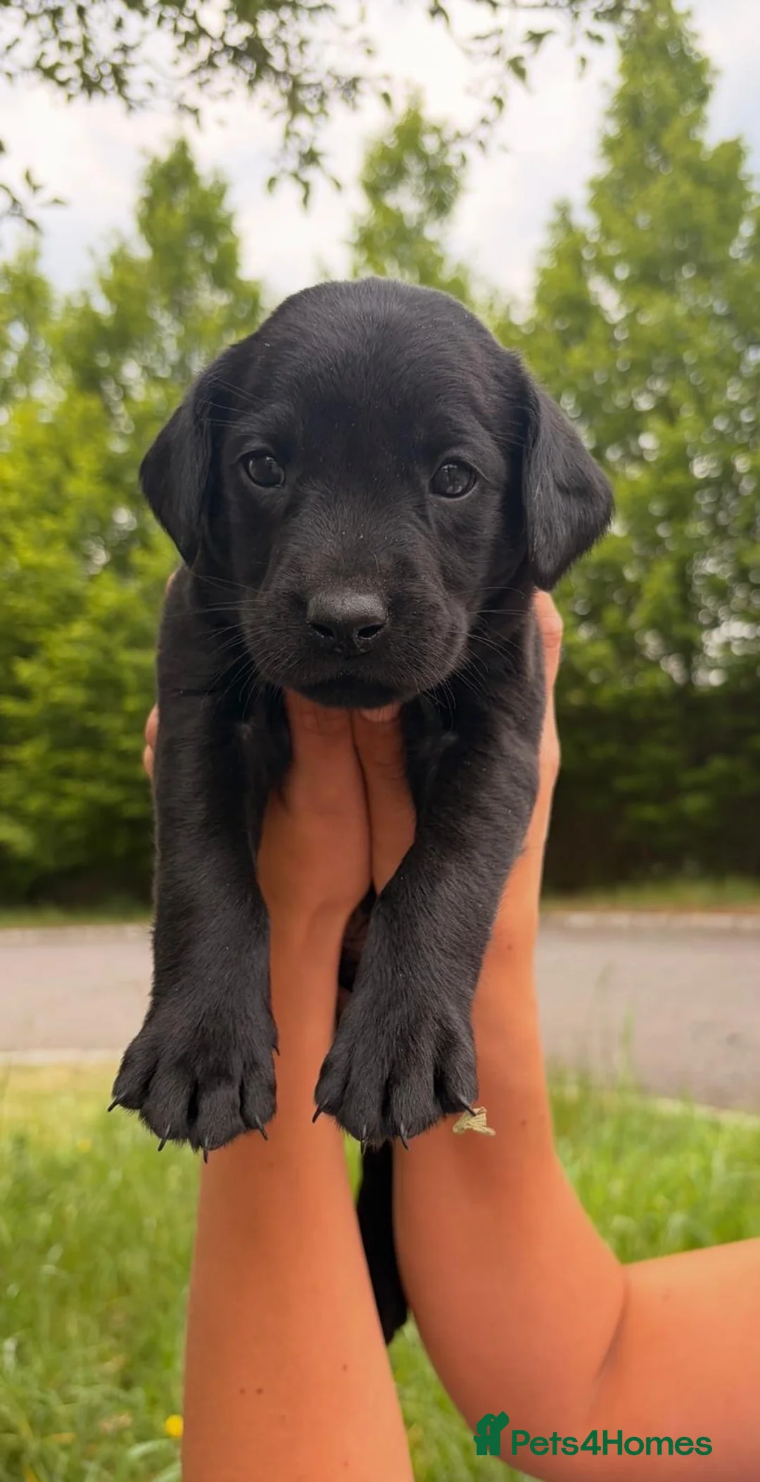 Labrador Retriever dogs for sale: One gorgeous bitch left  in Thame - Advert 2