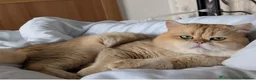 British Shorthair cats for stud: British Shorthaired Golden Cats - Advert 4