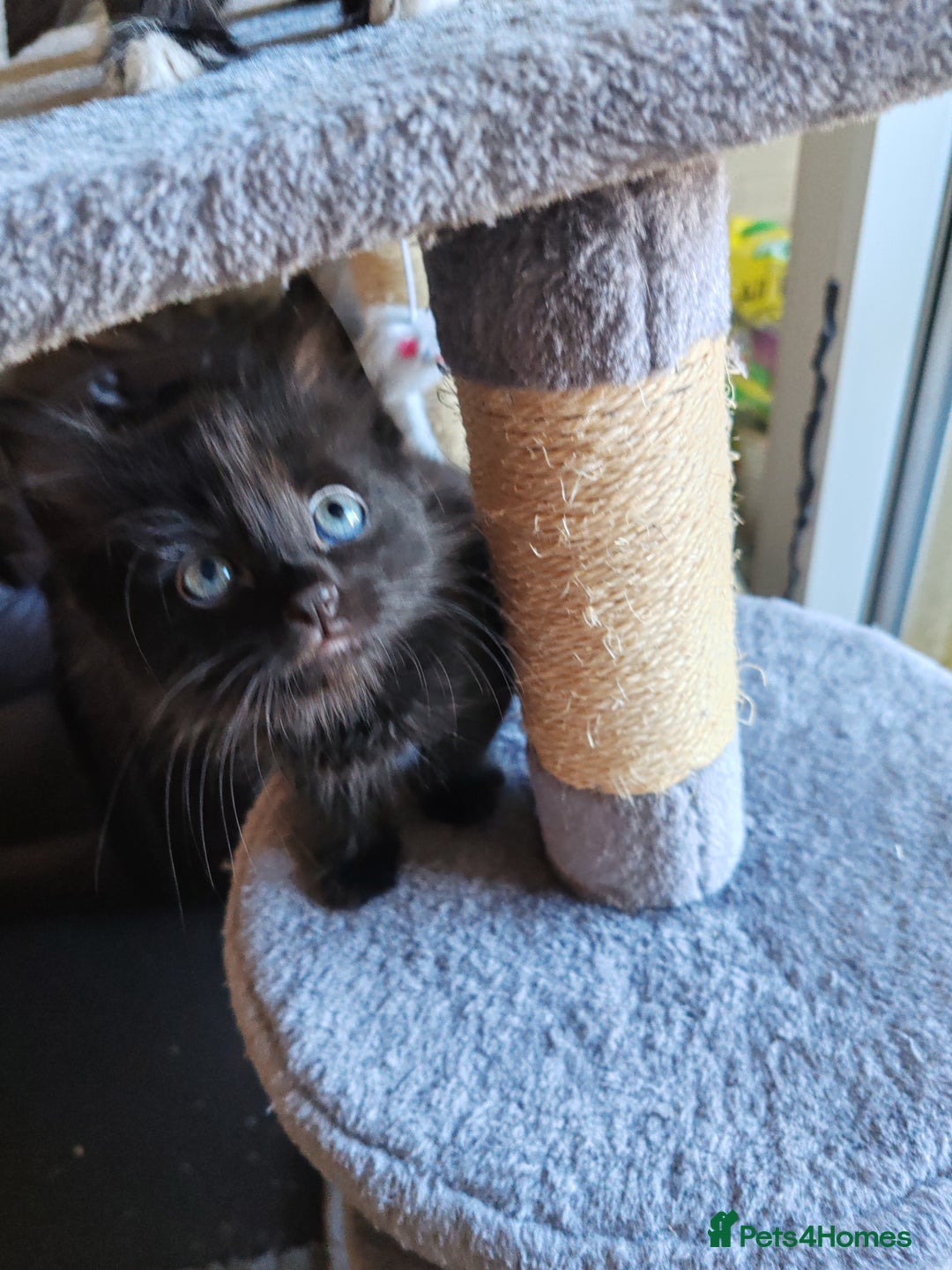 British Longhair cats for sale: British Longhair mix Kittens  - Image 16