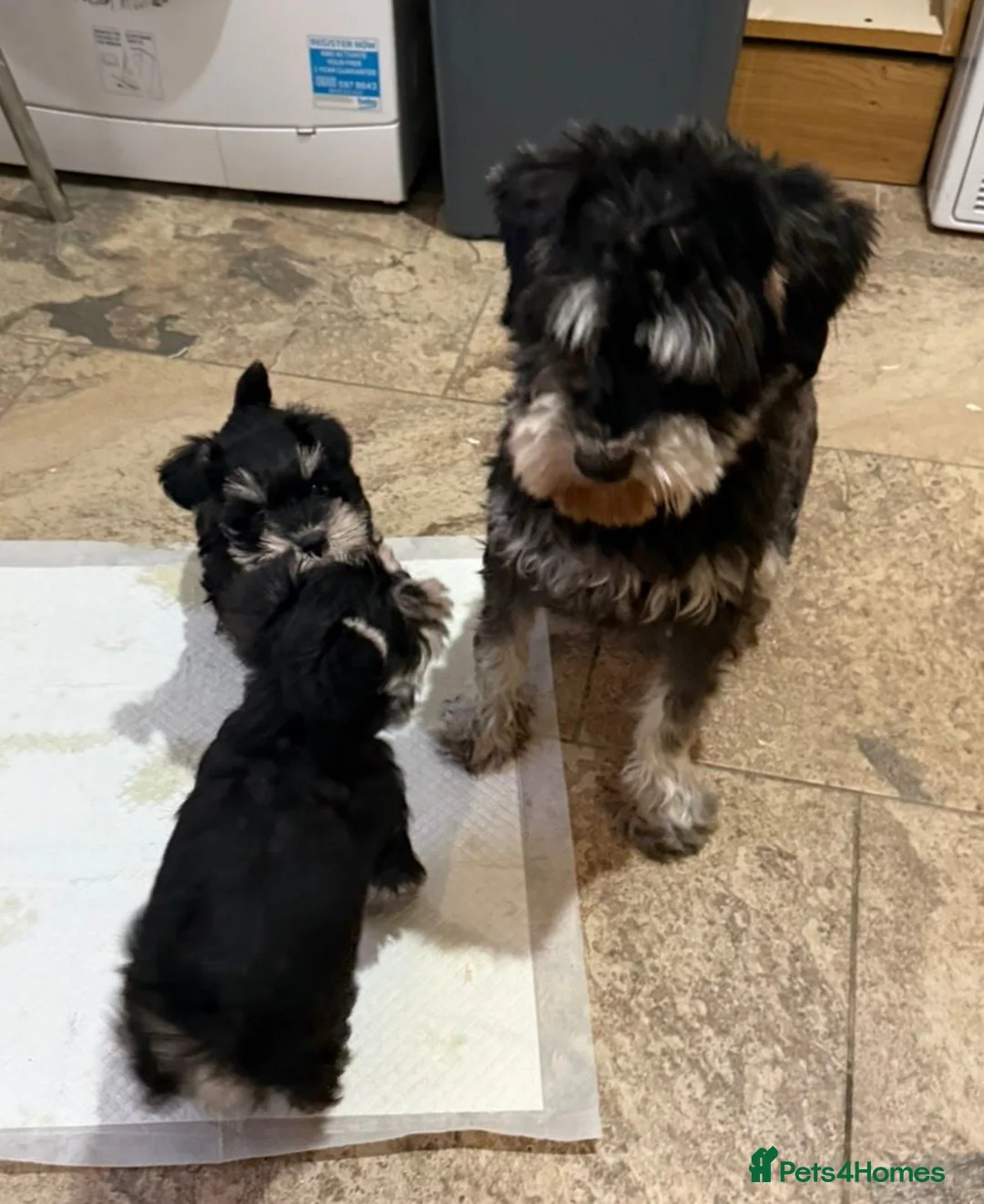 Miniature Schnauzer dogs for sale: Miniature Schnauzer Puppies - Advert 12