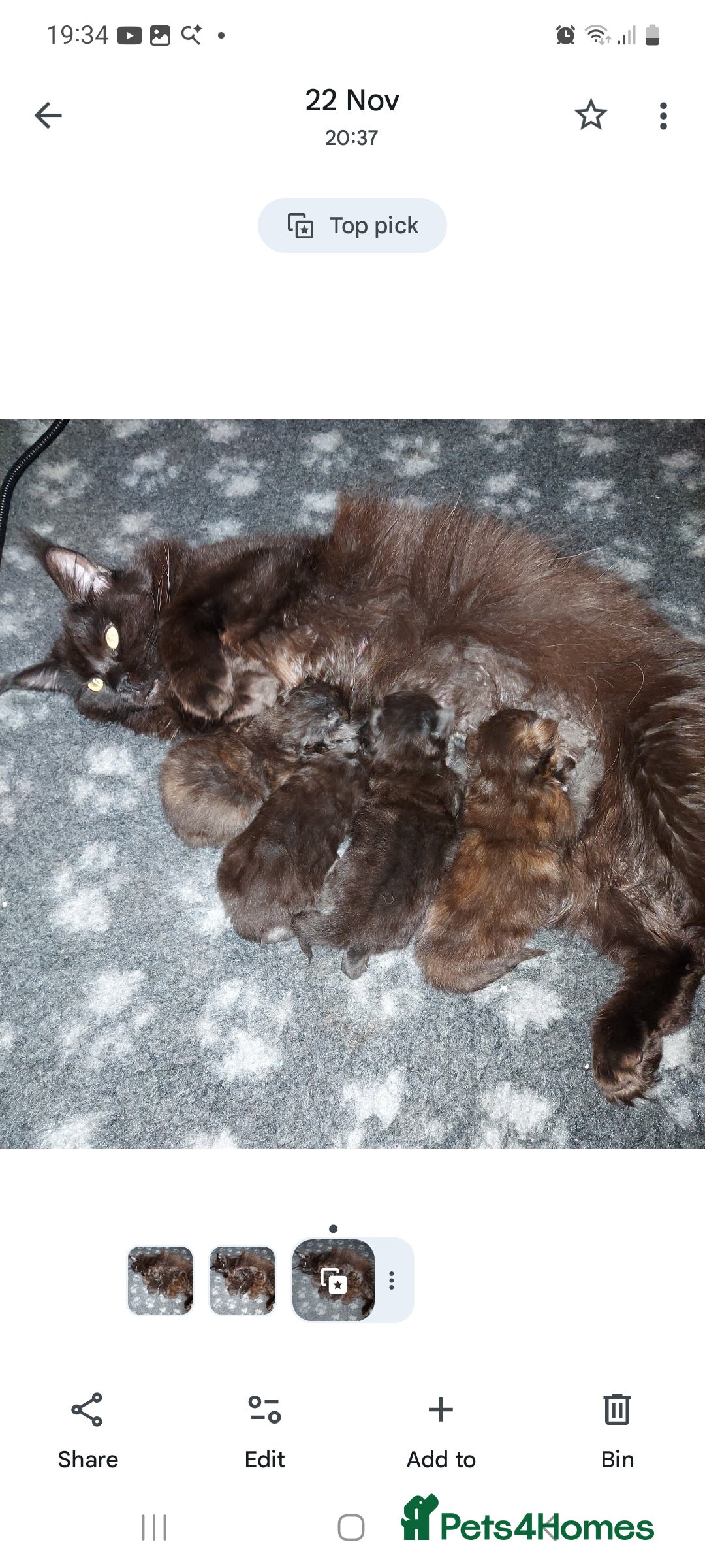 Maine Coon cats for sale: GREAT QUALITY/GCCF/ DNA/ VERY CUTE !!! - Advert 17