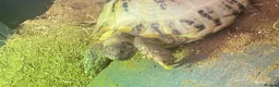 Tortoise reptiles for sale: Horse field tortoise  in Redditch - Advert 2