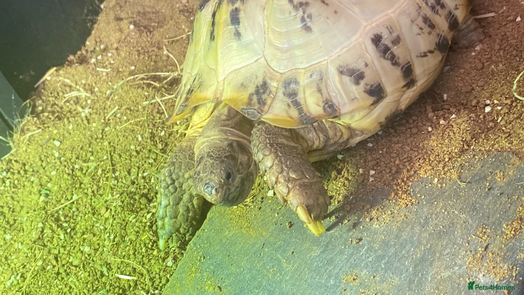Tortoise reptiles for sale: Horse field tortoise  in Redditch - Advert 2