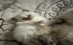 Ragdoll cats for sale: 5 blue eye fluffy ragdoll kittens  - Image 2