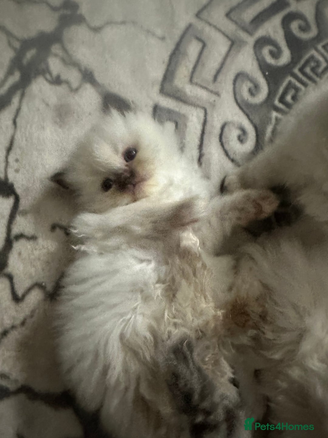 Ragdoll cats for sale: 5 blue eye fluffy ragdoll kittens  - Image 2