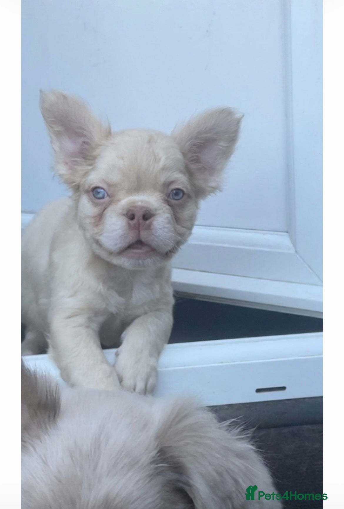 French Bulldog dogs for sale: 🔥 Male Platinum Fluffy Frenchies -Carrying PINK  - Advert 7