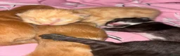 Mixed Breed cats for sale: Kittens for sale - Advert 4