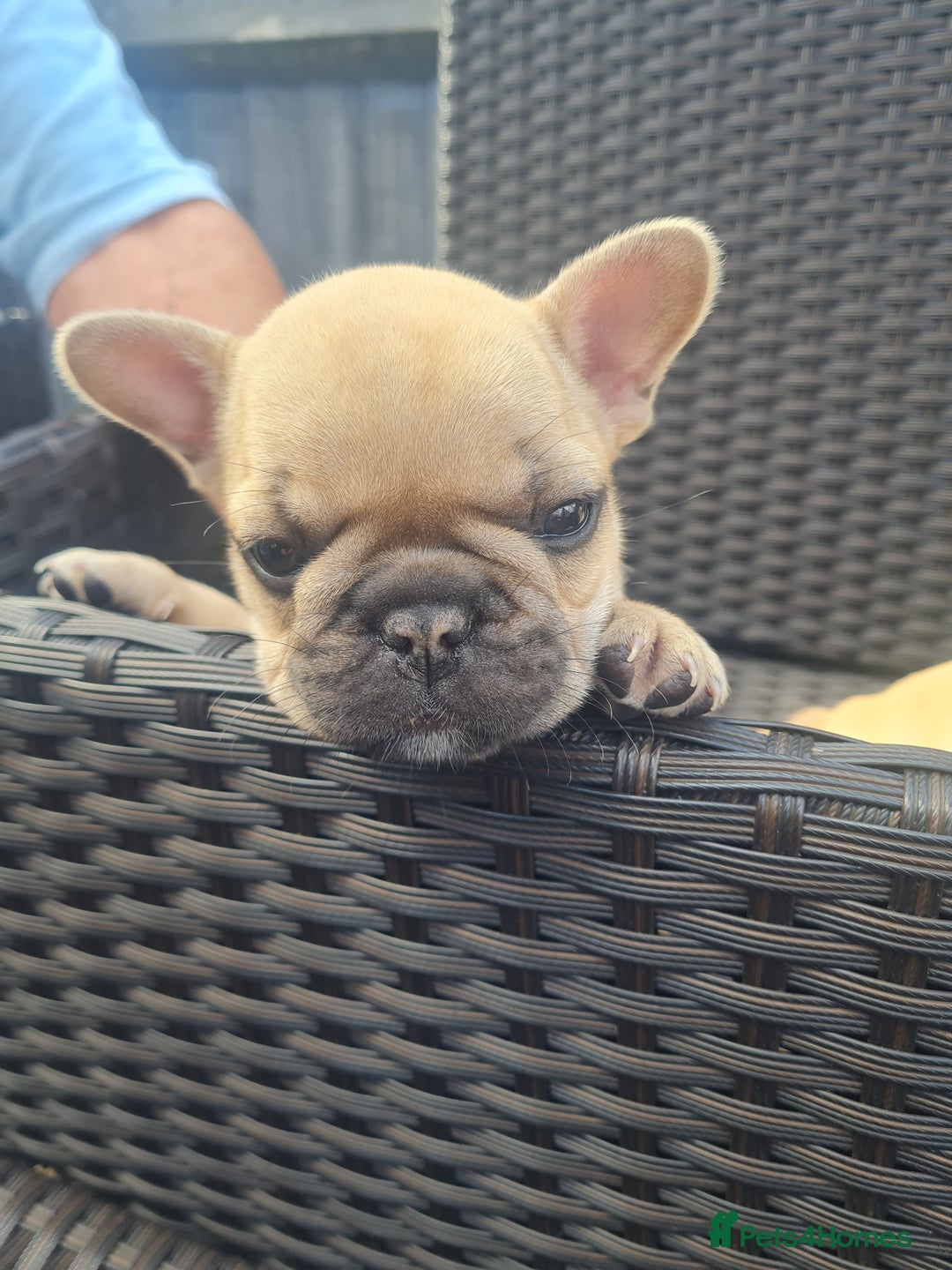 French Bulldog dogs for sale: French Bulldog puppies - Image 13