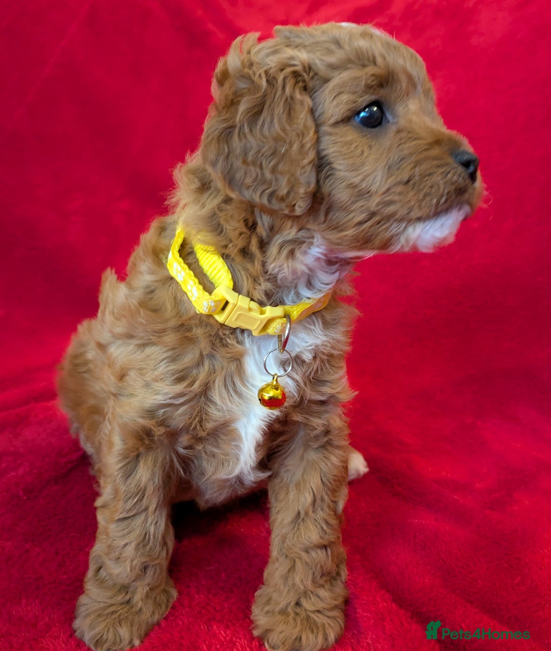 Cavapoo dogs for sale: F2 Cavapoo, Dog breeding license - Advert 37