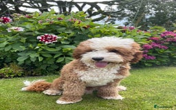 Australian Labradoodle dogs for stud: Australian Labradoodle Stud Dog  - Image 4