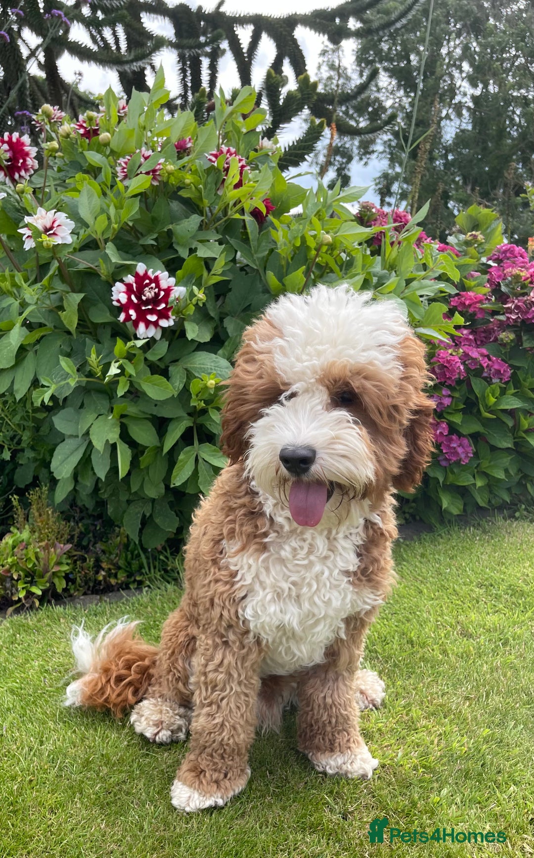 Australian Labradoodle dogs for stud: Australian Labradoodle Stud Dog  - Image 4