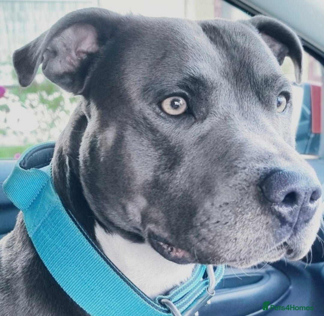 Staffordshire Bull Terrier dogs for sale: Staffy pups ready 26th august 2 brindle 3 blue - Image 5