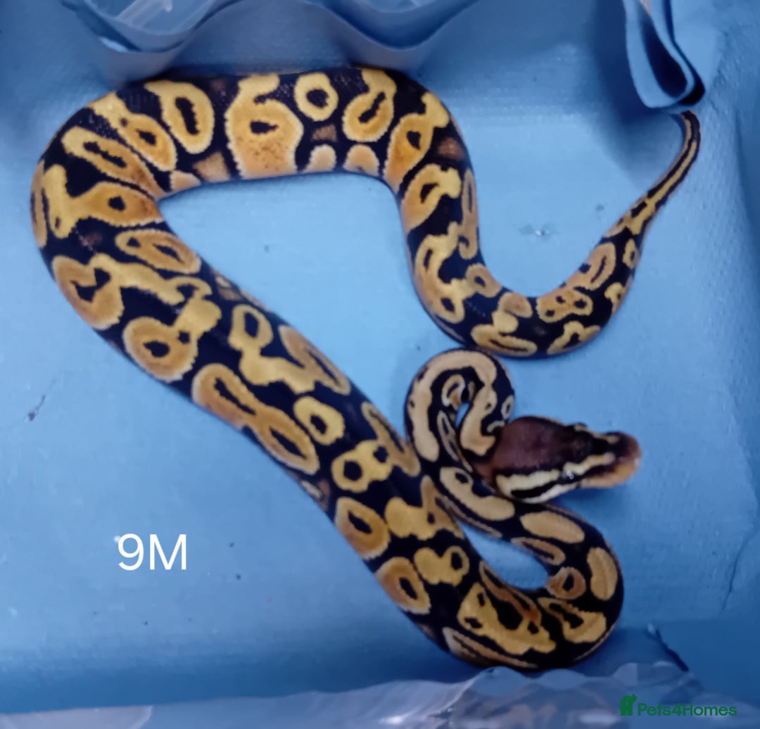 Python Snake reptiles for sale: Hatchling Male Royal Python's  - Advert 2