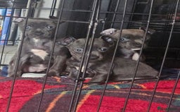 American Bull Staffy dogs for sale: ** STAFFORDSHIRE BULL TERRIER PUPPIES** - Image 5